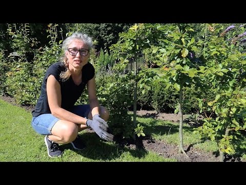 Video: Brug af organisk barkflis i haver - typer af naturlig barkflis