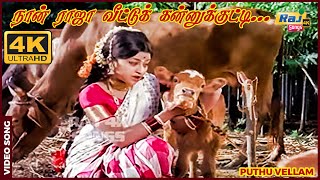 நான் ராஜா வீட்டுக் கன்னுக்குட்டி கன்னுக்குட்டி..| Sivakumar | Manjula |  M.B. Srinivas | Raj 4K Song