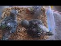 птенцы ожереловых попугаев