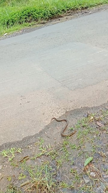 WoW..mancing belut dipinggir jalan ada juga ya ..#mancingbelut  #ngurekbelut #shortvideo #trending