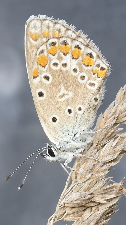 Chapman's Blue (Polyommatus thersites) butterfly: