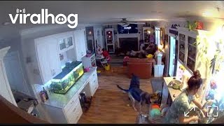 Dog Pulls Dish Rack From Washer Viralhog