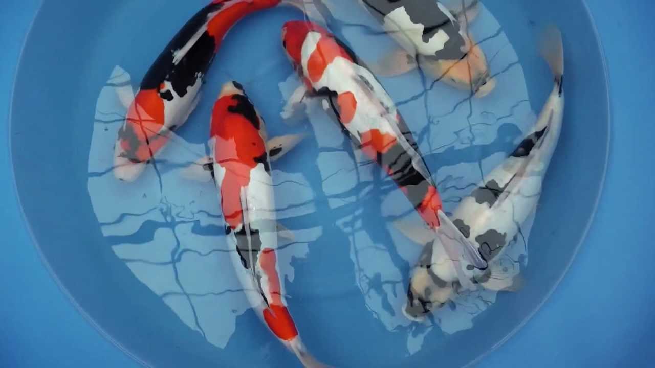 Nisai Mix Hiroi Koifarm Koihandel Maas