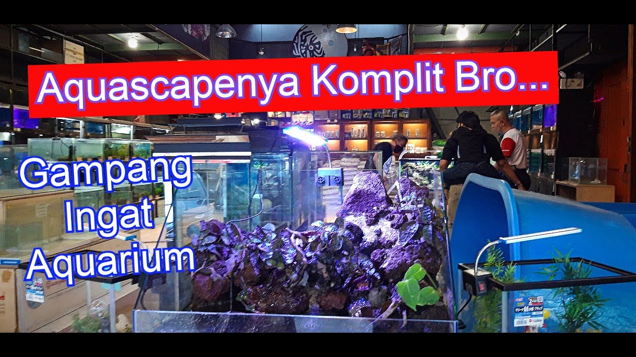  Toko  Ikan Gampang Ingat Aquarium  Terbesar di Bandung YouTube