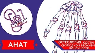 MED || Анат/Остеология №5 || Кости свободной верхней конечности