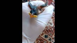 The Sparrow Diaries: Raising a Baby Bird named Trooper , Day 3- The Crop and Putting a Bird to Bed by weliveinspired 567 views 6 years ago 3 minutes, 56 seconds