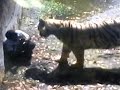 White Tiger Delhi kills fell