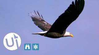 Winter Wonderland: Eagle Tree