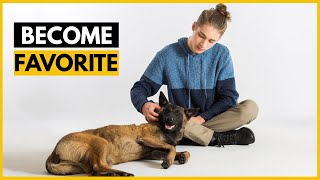 How Belgian Malinois Choose Their Favorite Person