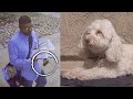 Dog Writhes In Pain, Owner Checks Video and Sees Run-In With Mailman