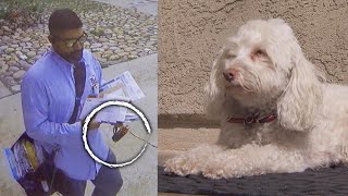 Postal Worker Caught Apparently Spraying Dog
