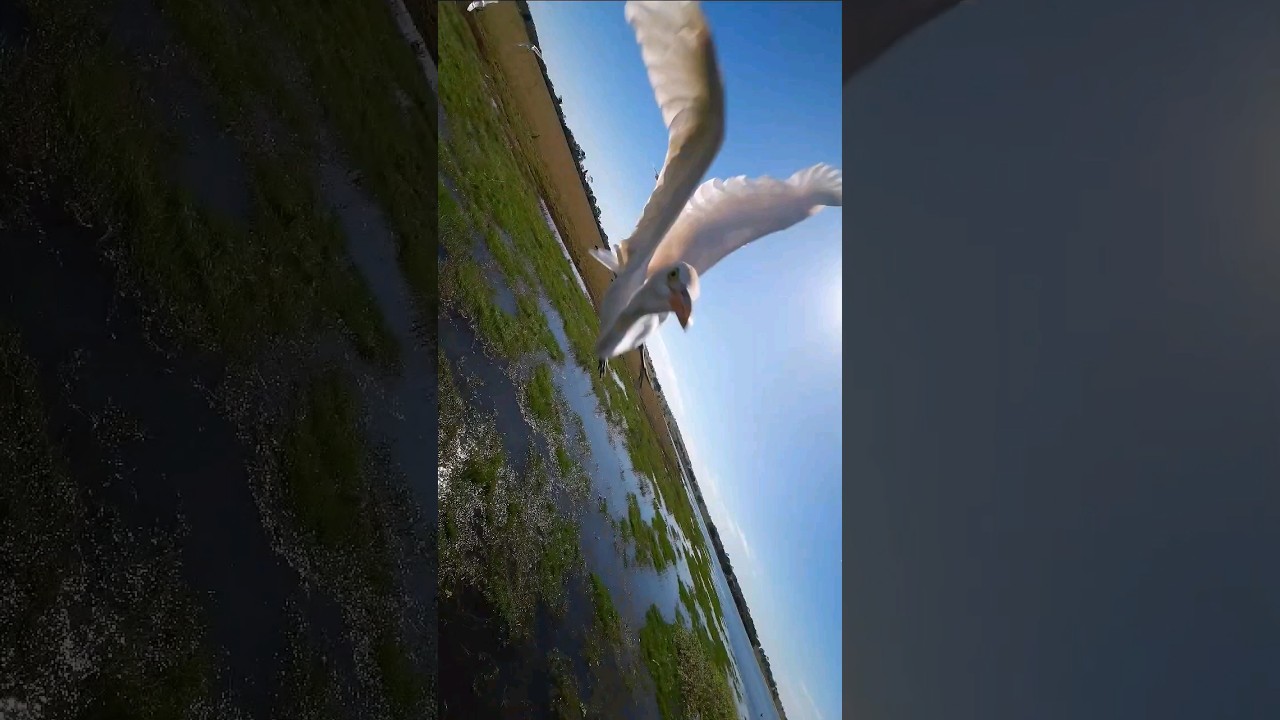 FPV Drone Crash - DJI Avata crashes a bird - Never fly close to birds 