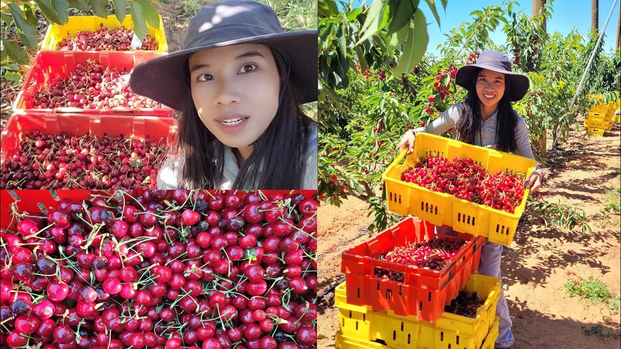 Balik harvesting Cherry tayo 🍒 Pinay Sa Australia 🇦🇺 🇵🇭