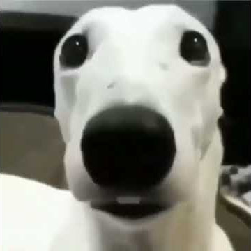 Shivering Dog meme