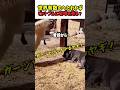 【衝撃の笑劇】世界有数のへたれヤギ！ピットブルに喧嘩を売る？　#いぬ #犬 #ワンコ #犬動画 #衝撃映像 #犬のいる暮らし #面白い #面白動画 #ヤギ #バカ #ヘタレ #shorts