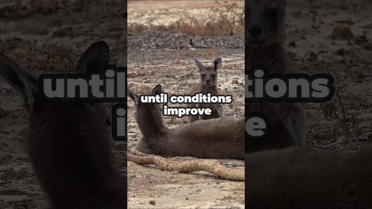 How Kangaroos Pause Pregnancy! 🦘