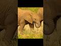A Baby Elephant’s Survival Lessons#wildlife #animals #shorts #video