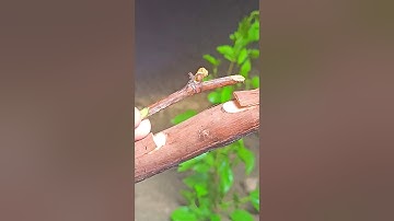 Grafting a grapevine very easy #grapevine #satisfying #grafting #shorts