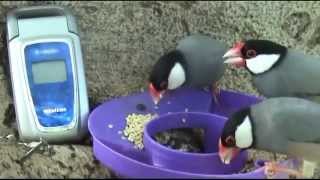Wild Java Birds With Cell Phone !