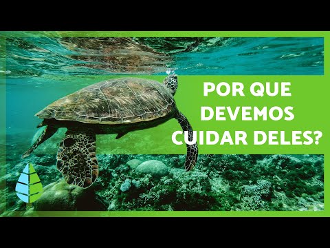 A IMPORTÂNCIA de CUIDAR dos nossos MARES e OCEANOS 🌊🦀