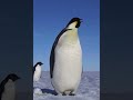 Emperor penguin saying hi in penguinese  