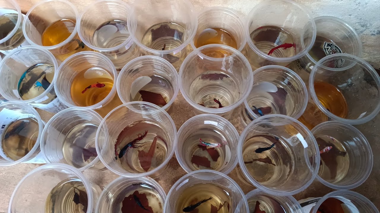 feeding my bettas YouTube