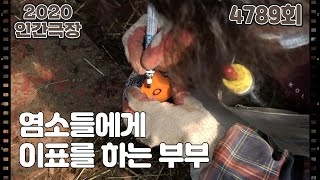 [옥순 씨 일복 터졌네] (4/15) [인간극장] 20200414