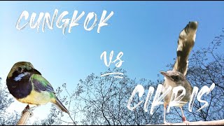 MASTERAN CUCAK CUNGKOK VS CIBLEK KRISTAL