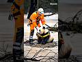 Baby Panda Nearly Swept Away by Flood! Luckily, a Heroic Grandfather Arrives Just in Time!