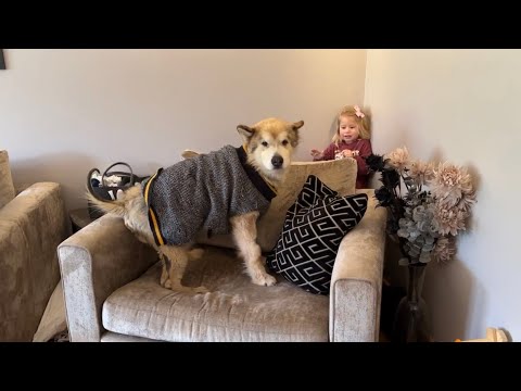 Dogs Finally Reunited With Adorable Little Girl After 10 Days Apart! (Cutest Ever!!)