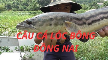 CÂU CÁ LÓC BÔNG ĐỒNG NAI HỒ CÂU LURE GIẢI TRÍ 50K/NGÀY HUYNHVANANFISHING