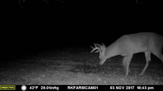 BUCK 2017 1103 Cam01 VID3890 10pt NonTypical Buck