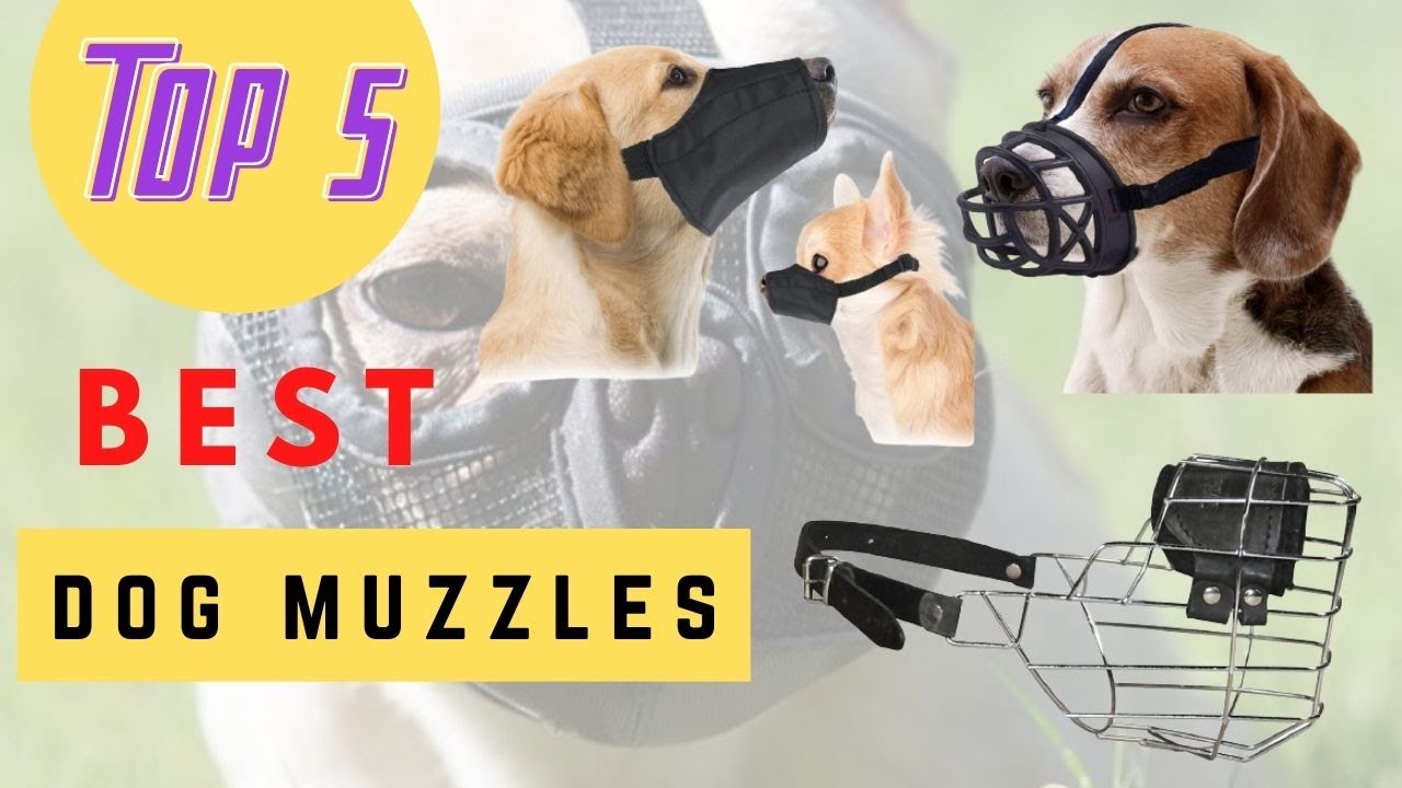 Top 5 Best Dog Muzzles 2021 YouTube
