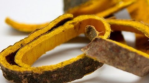 Hoàng bá   Cây thuốc quý cho người bệnh tim mạch