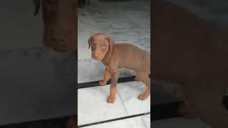 #extraordinary #doberman puppy available for sale || ‎Contact no. 9971289598 || ‎#shorts