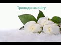 українськамузика троянди на снігу