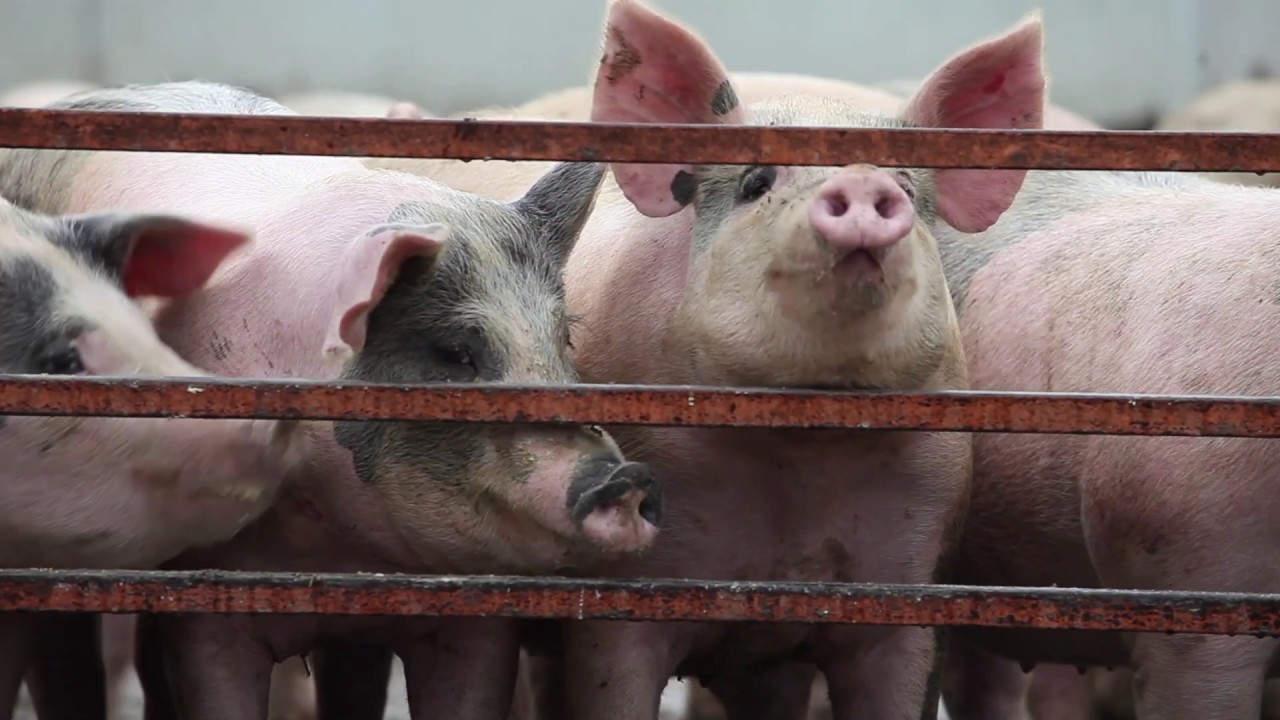 Bonham Land & Ranches Front Porches and Pastures YouTube