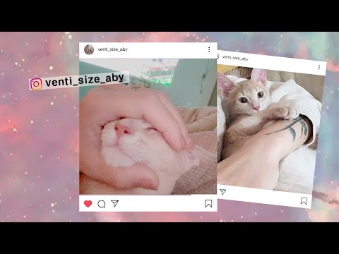 VLOG- 쏘스윗 연하냥친 벵티  대 공 개 | 힐링되는 착한 고양이 영상