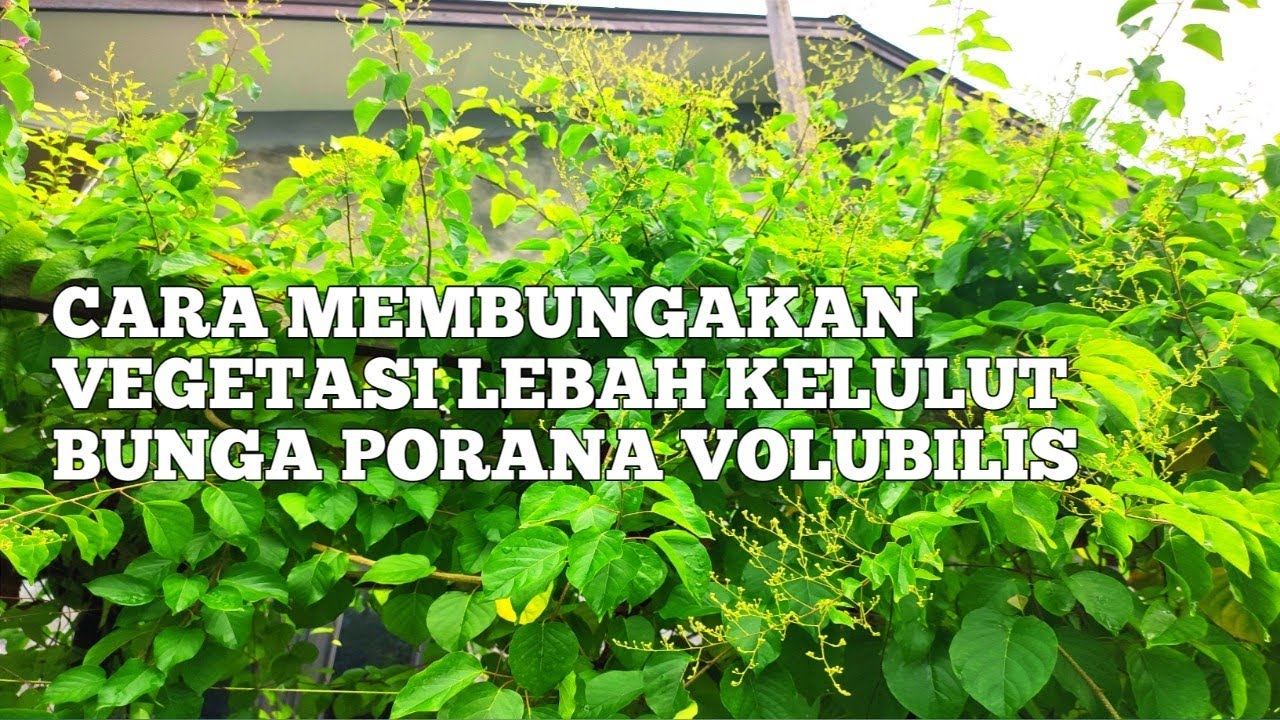 Cara mebungakan vegetasi lebah kelulut bunga porana volubilis 