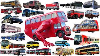 STRANGEST BUSES, BIGGEST and LONGEST Buses | Big bus, Superbus - Learning Vehicle Types of Bus