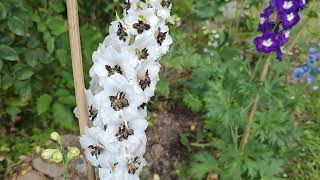 Nouveau numéro du jardin Romantique 🐦 et de la prairie Magic. 🌻🌻🐝🐝