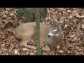 Top 5 Deer Hunting Myths