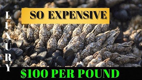 Why gooseneck barnacles are so expensive | gooseneck barnacles price.
