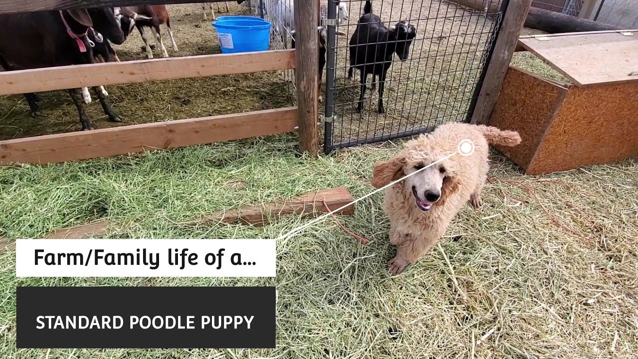 Do Poodles Make Good Farm Dogs