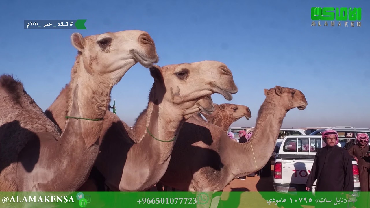 مسيرة تلاد -حمر - ناصر بن غنيم بن شويه