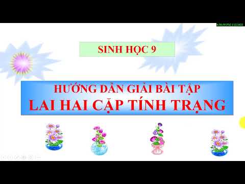 Video #SINHHOC9 HƯỚNG DẪN GIẢI BÀI TẬP LAI HAI CẶP TÍNH... - youtube
