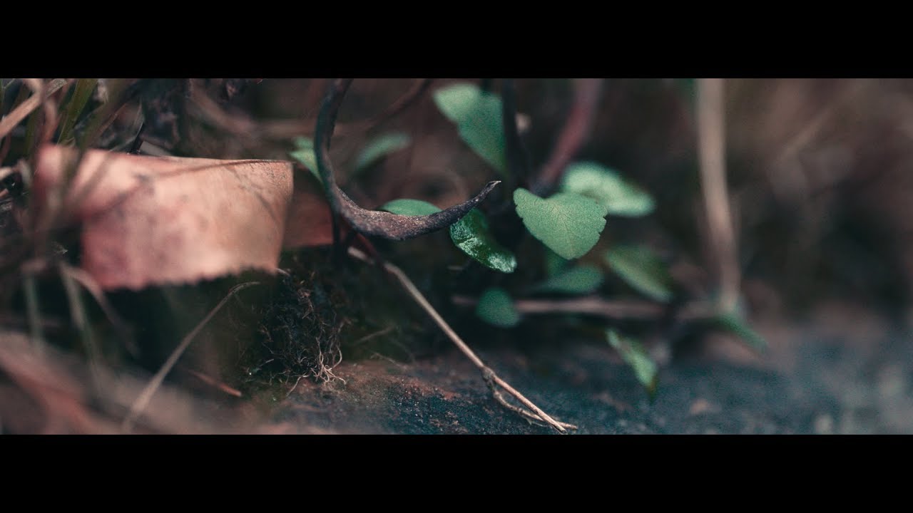 Canon EOS C200 Tests | 8 Bit, RAW, 4K | Rokinon 85mm 35mm