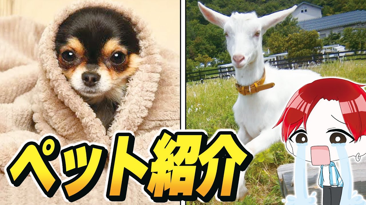 フォトナしてる視聴者キッズたちの