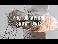 SNOWY OWL PHOTOGRAPHY | SONY 100-400MM G MASTER