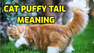 What Does It Mean When A Cat's Tail Is Puffed Out